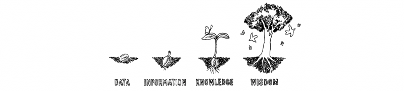 seed to tree growing