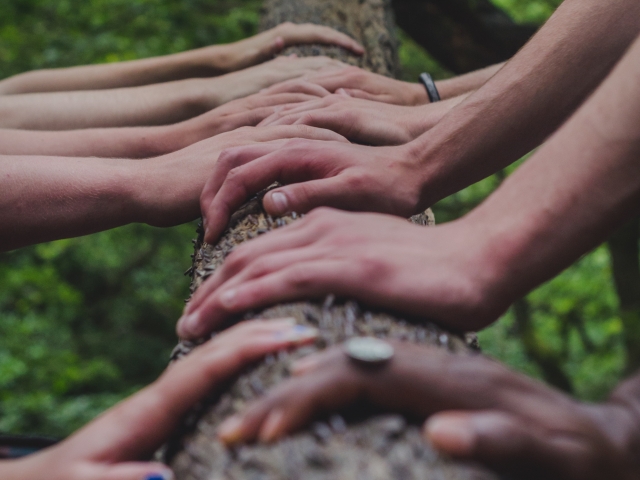 Several hands on a tree trunk