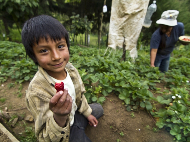 Boy holding strawberry and sitting on ground