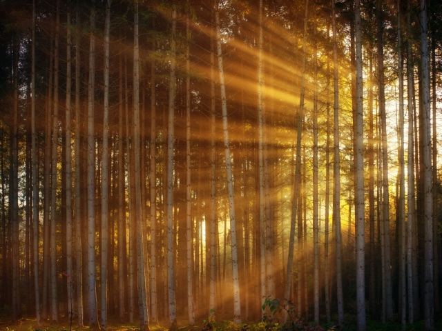 forest light