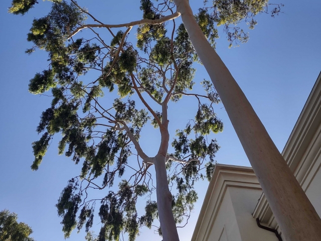 View of a eucalyptus tree from below. 