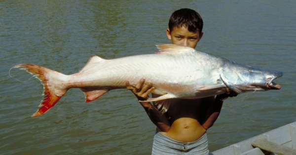 Dorado Catfish Crowned With Longest Migration Among Freshwater Fish